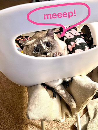 18 Miso MEEP