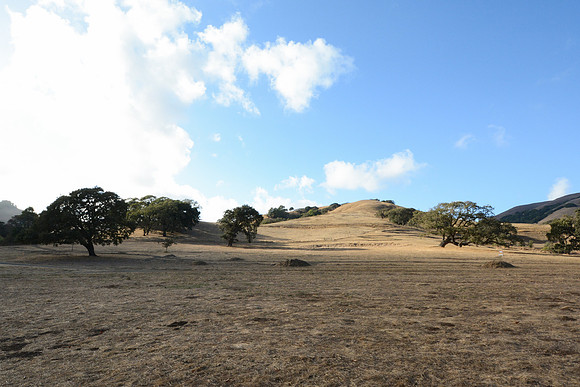 DSC_1007