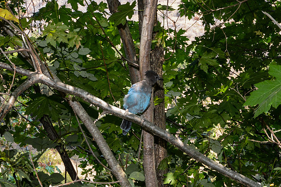 DSC_3336