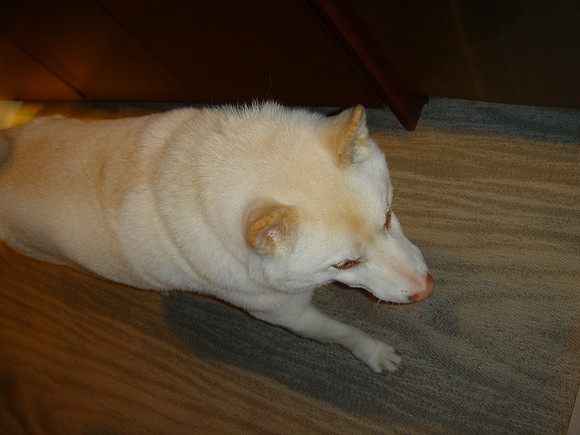 DSC04283