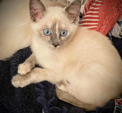 1 Miso before adoption