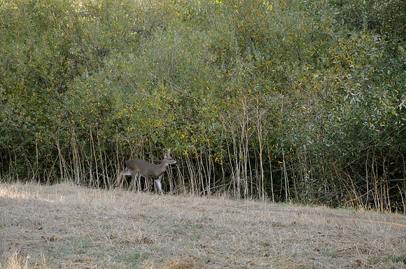 DSC_6487