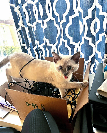 10 Miso being bad kitty