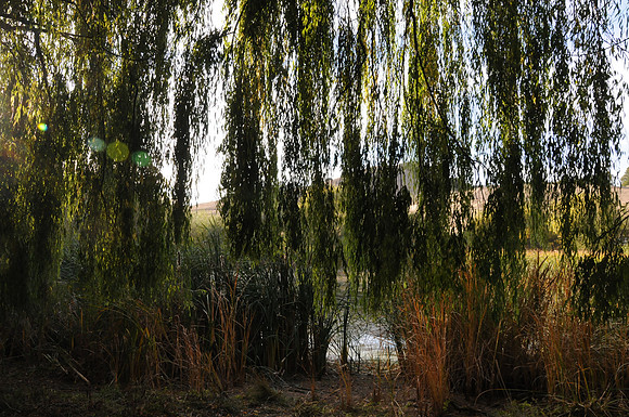 DSC_6446