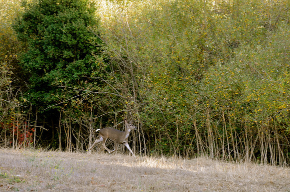 DSC_6486